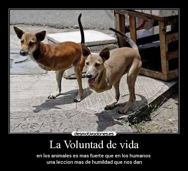 La Voluntad de vida - 