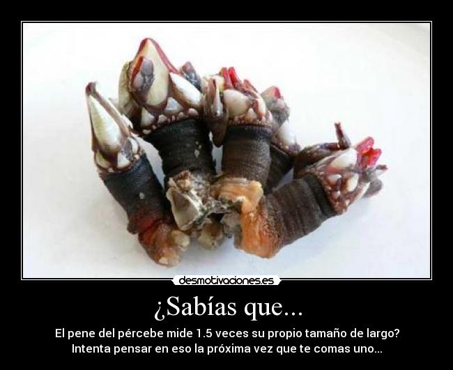 ¿Sabías que... - El pene del pércebe mide 1.5 veces su propio tamaño de largo?
Intenta pensar en eso la próxima vez que te comas uno...