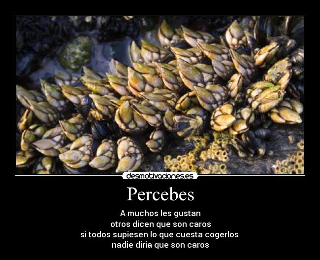 Percebes - A muchos les gustan
otros dicen que son caros
si todos supiesen lo que cuesta cogerlos 
nadie diria que son caros