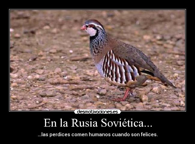 En la Rusia Soviética... - ...las perdices comen humanos cuando son felices.