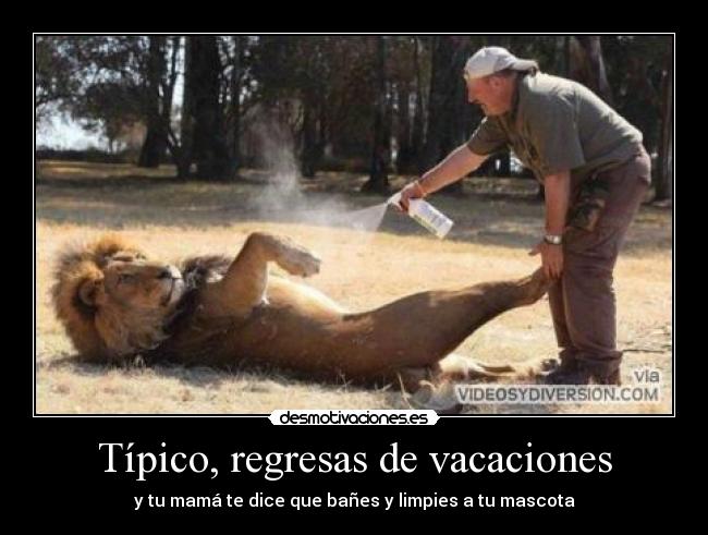 carteles limpiar tipico leon tetas mascota desmotivaciones