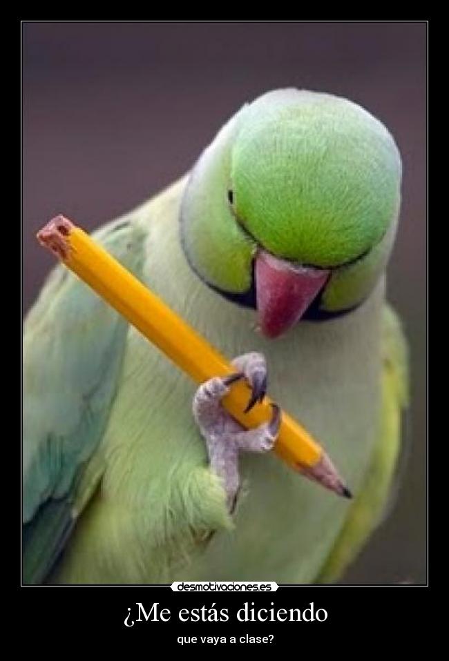 ¿Me estás diciendo -