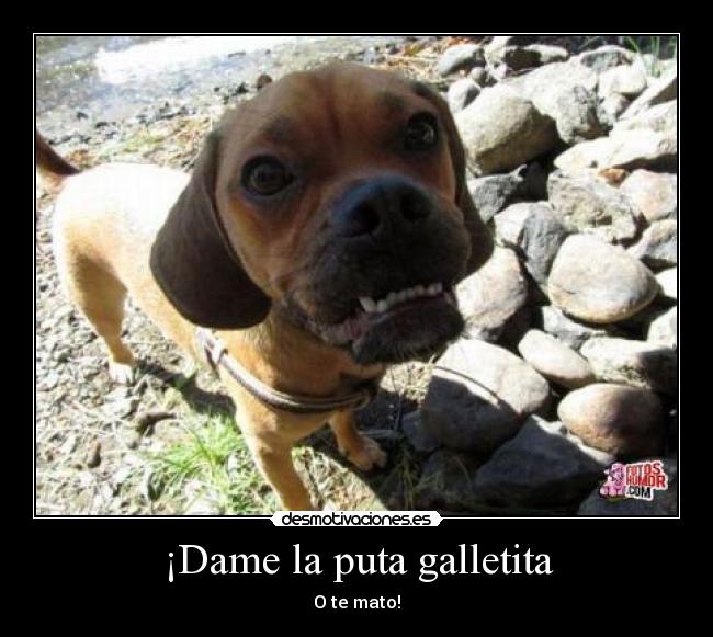 ¡Dame la puta galletita - O te mato!