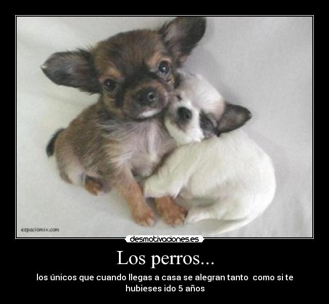 Los perros... - los únicos que cuando llegas a casa se alegran tanto como si te hubieses ido 5 años