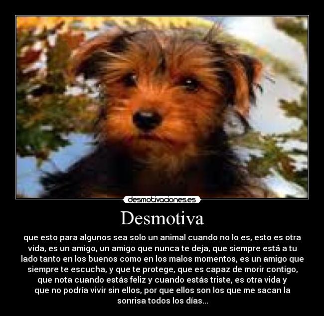 Desmotiva - que esto para algunos sea solo un animal cuando no lo es, esto es otra
vida, es un amigo, un amigo que nunca te deja, que siempre está a tu
lado tanto en los buenos como en los malos momentos, es un amigo que
siempre te escucha, y que te protege, que es capaz de morir contigo,
que nota cuando estás feliz y cuando estás triste, es otra vida y
que no podría vivir sin ellos, por que ellos son los que me sacan la
sonrisa todos los días...