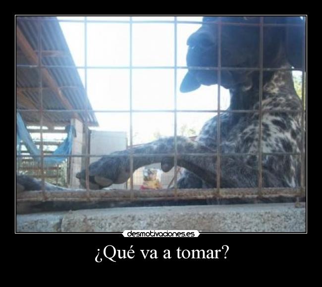 ¿Qué va a tomar? -