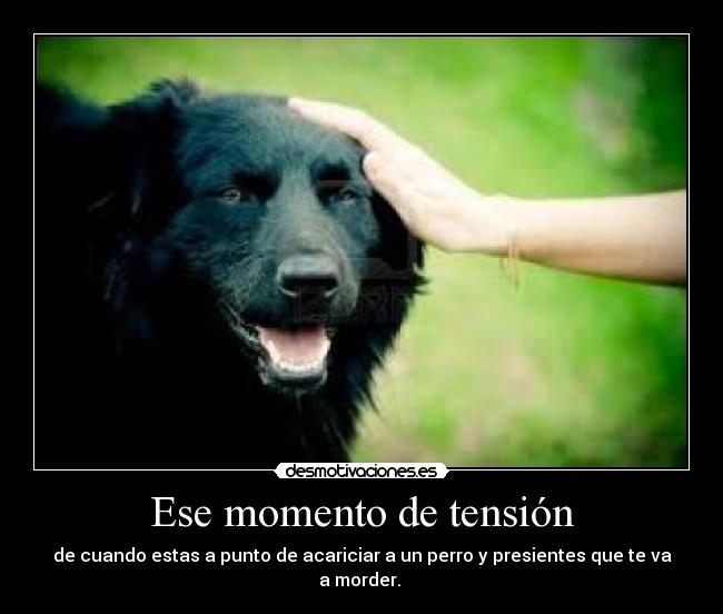 Ese momento de tensión - de cuando estas a punto de acariciar a un perro y presientes que te va a morder.