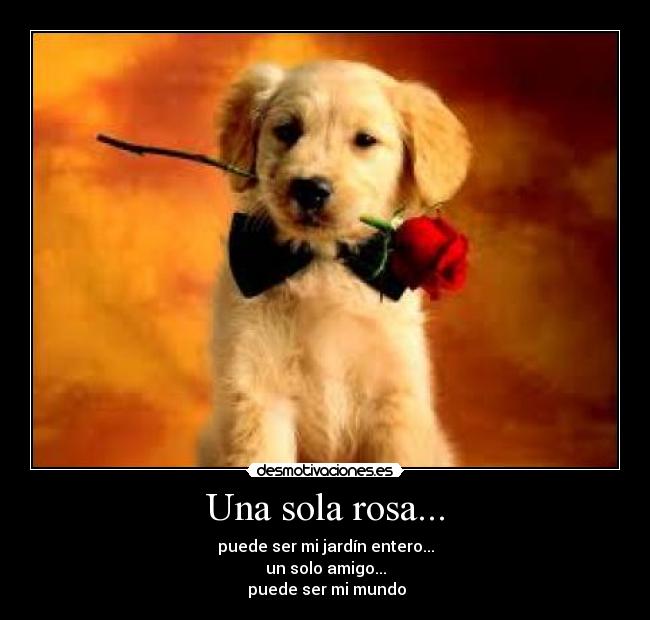 Una sola rosa... -