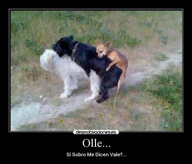Olle... -