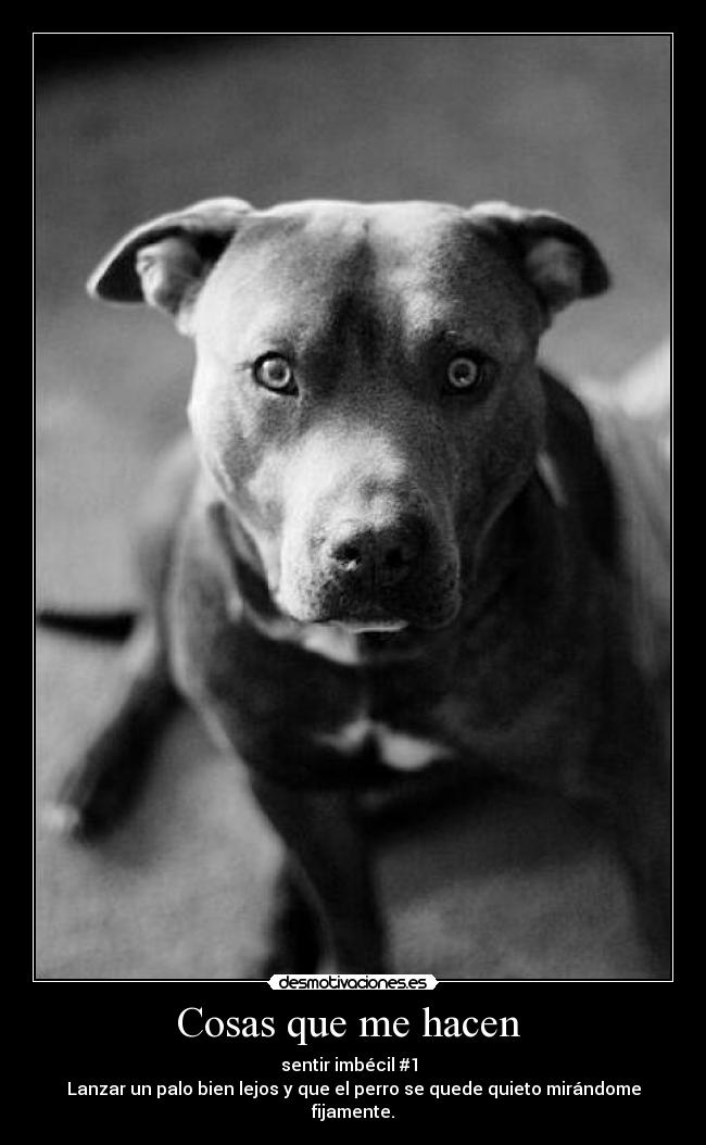 Cosas que me hacen - sentir imbécil #1
Lanzar un palo bien lejos y que el perro se quede quieto mirándome fijamente.