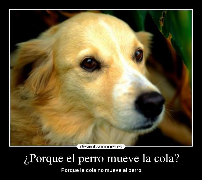 ¿Porque el perro mueve la cola? - Porque la cola no mueve al perro