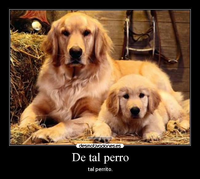 De tal perro - tal perrito.