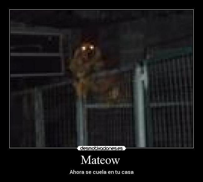 Mateow  - 