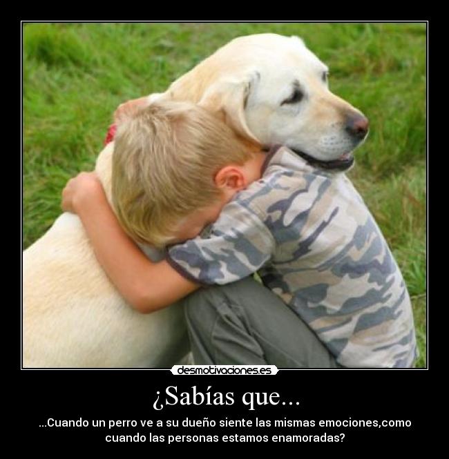 ¿Sabías que... - ...Cuando un perro ve a su dueño siente las mismas emociones,como
cuando las personas estamos enamoradas?