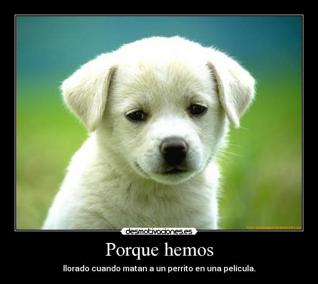 carteles perrito llorar pelicula walt_k desmotivaciones