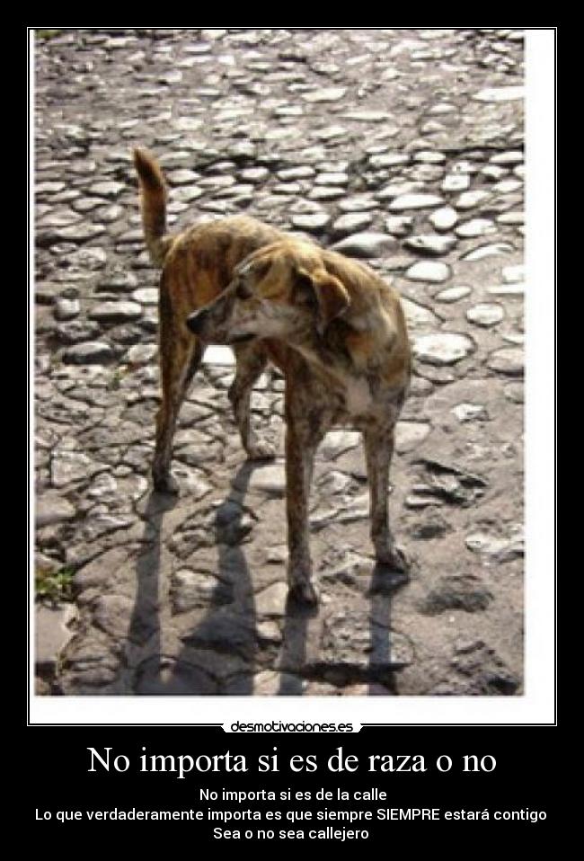 No importa si es de raza o no - No importa si es de la calle
Lo que verdaderamente importa es que siempre SIEMPRE estará contigo 
Sea o no sea callejero 