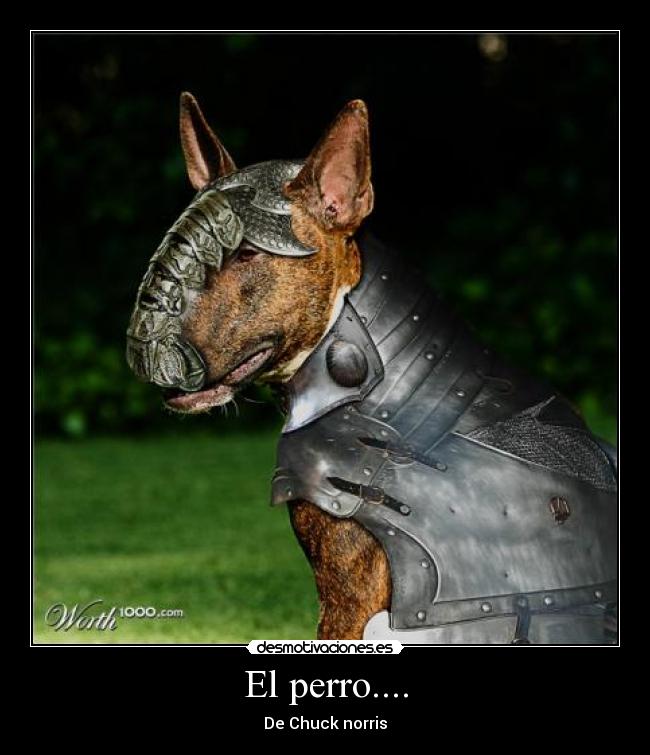 El perro.... - De Chuck norris