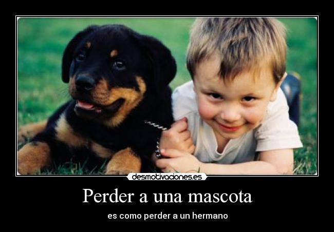 Perder a una mascota - 