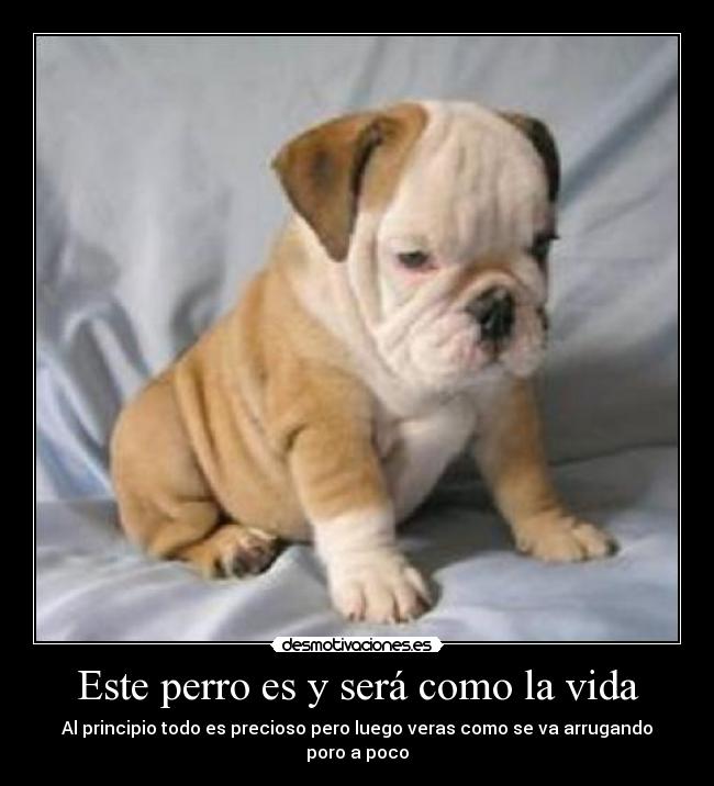 Este perro es y será como la vida - 