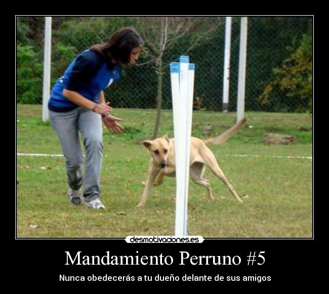 Mandamiento Perruno #5 - 