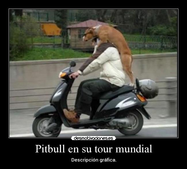 Pitbull en su tour mundial - Descripción gráfica.