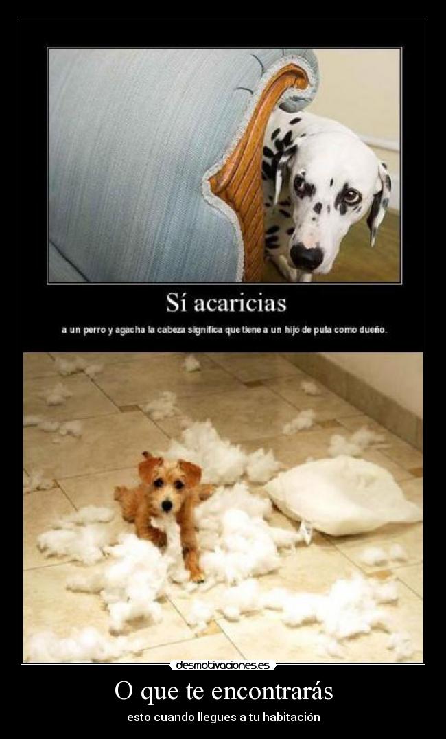 O que te encontrarás - 