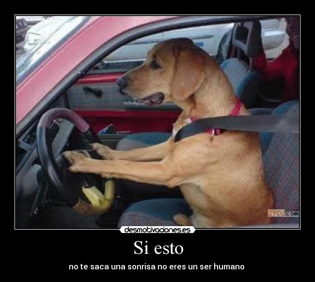 Si esto - no te saca una sonrisa no eres un ser humano