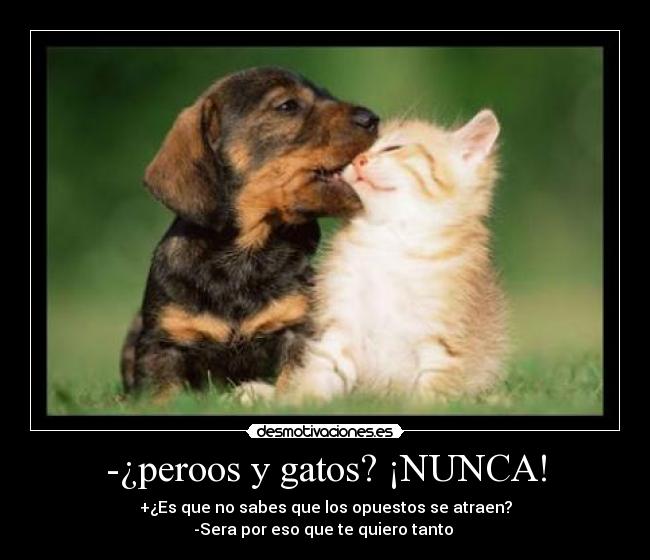 -¿peroos y gatos? ¡NUNCA! -