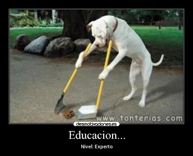 Educacion... - Nivel: Experto