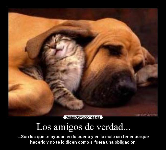 Los amigos de verdad... - 