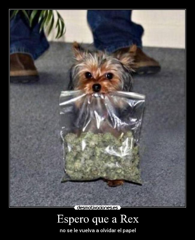 Espero que a Rex -