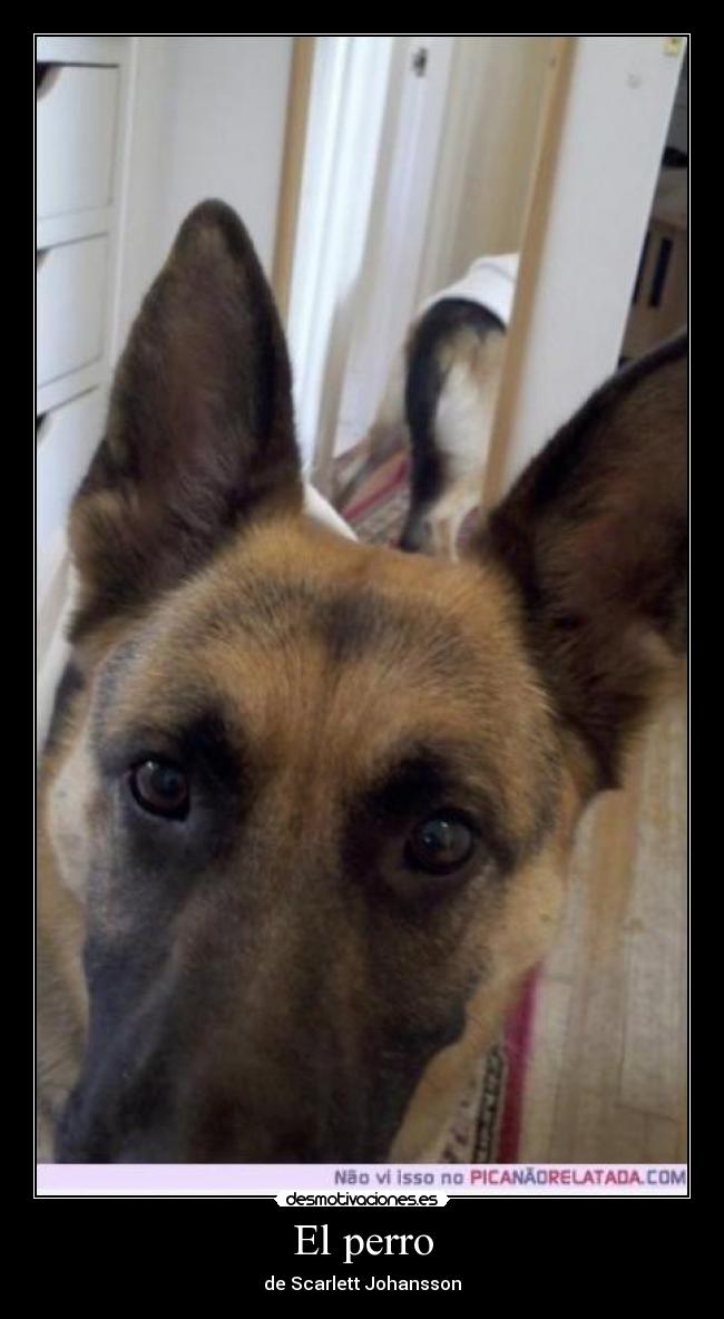 El perro - 