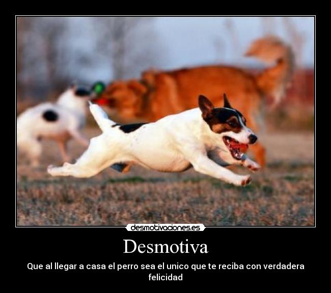 carteles perros amigos familia desmotivaciones