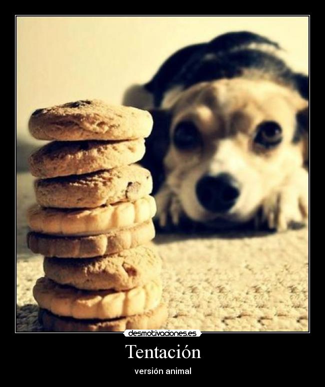 carteles perro galletas desmotivaciones