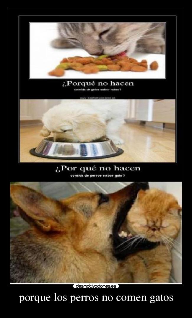 porque los perros no comen gatos - 