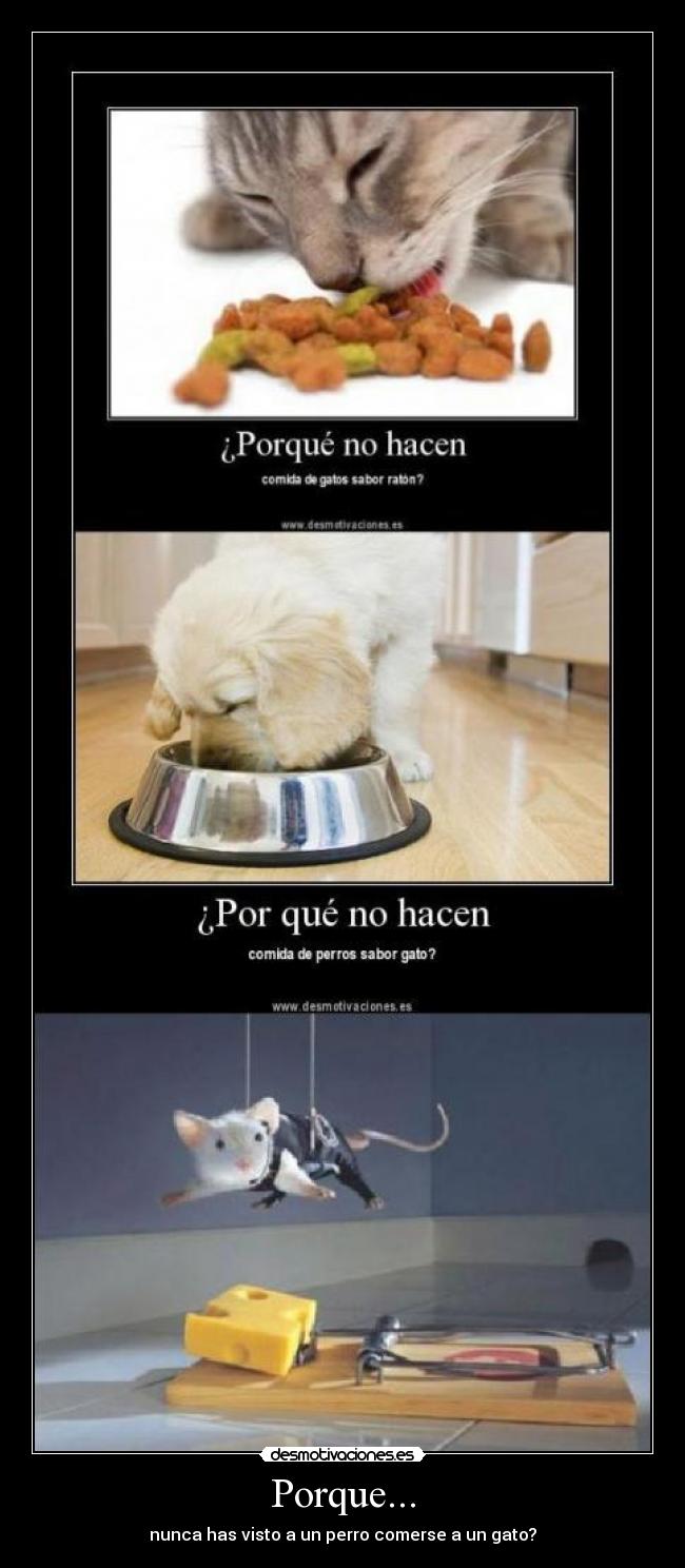 Porque... - nunca has visto a un perro comerse a un gato?