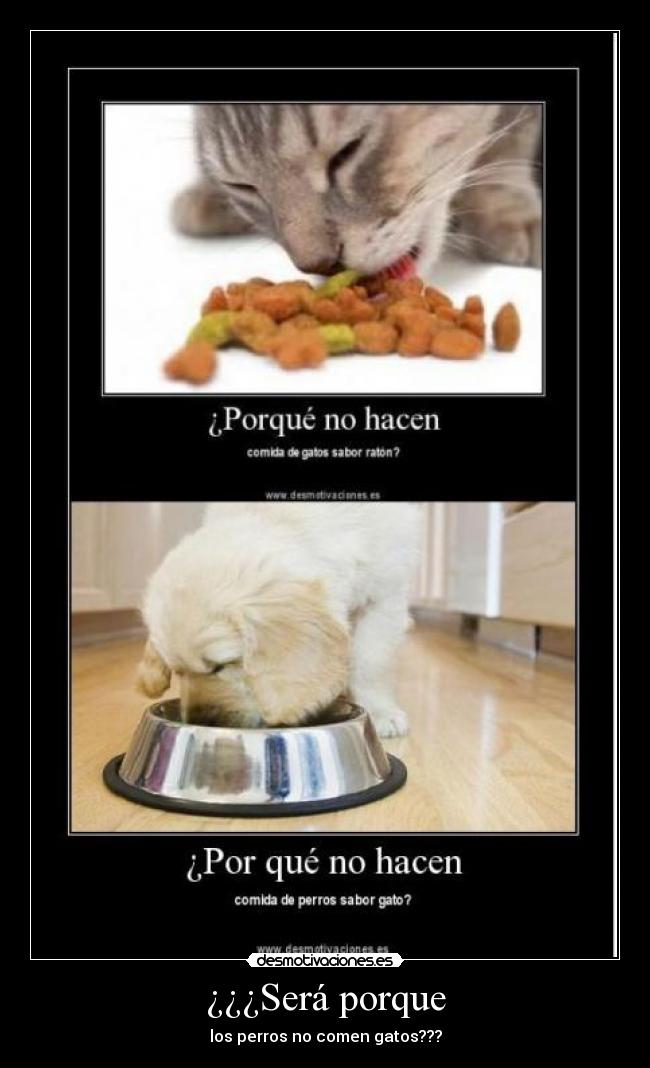¿¿¿Será porque - los perros no comen gatos???