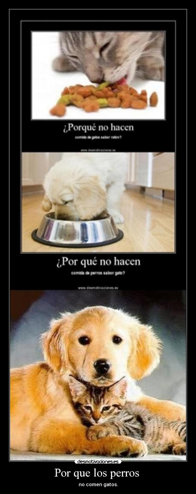 Por que los perros - no comen gatos.