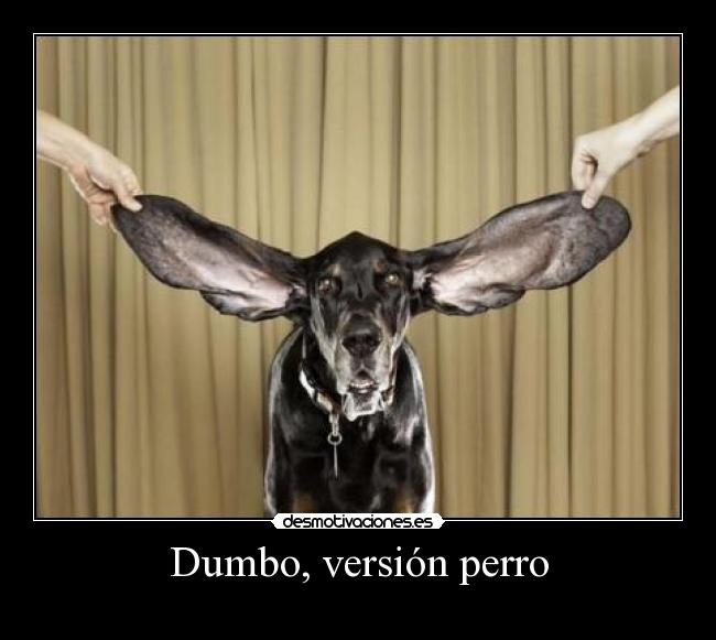 Dumbo, versión perro -
