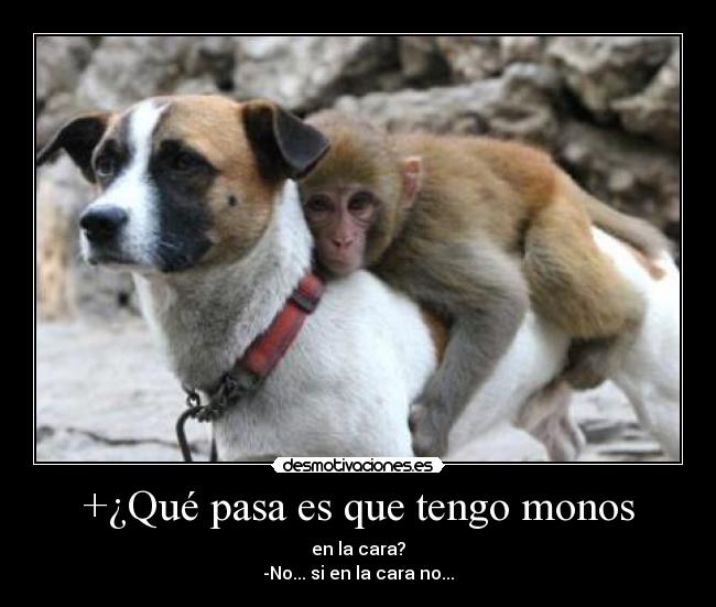 +¿Qué pasa es que tengo monos -