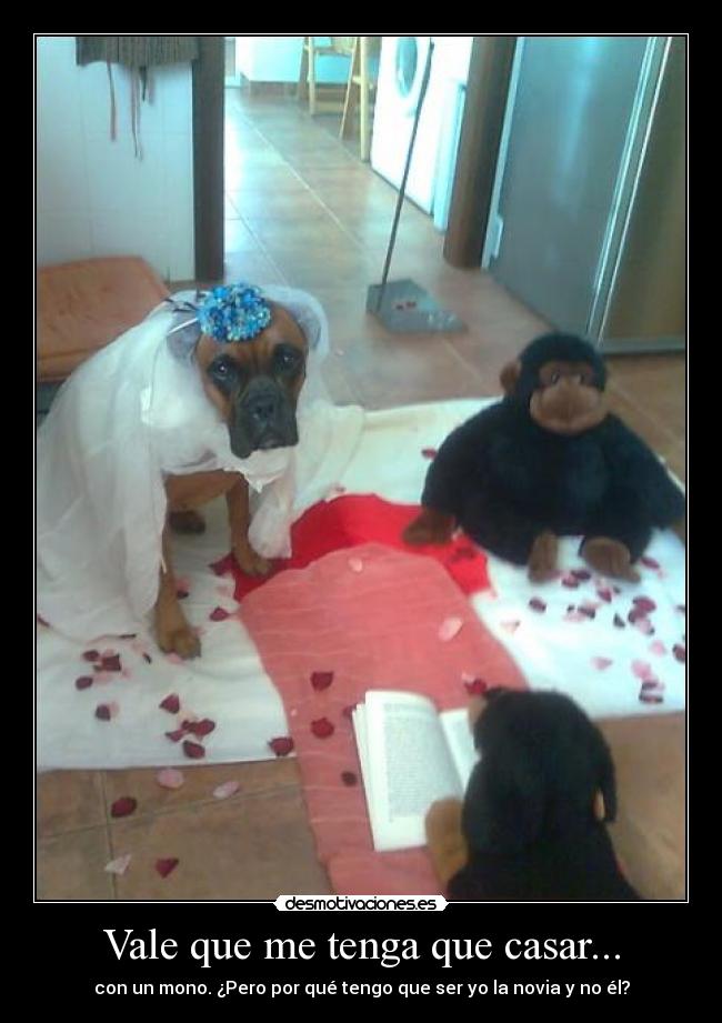 Vale que me tenga que casar... - con un mono. ¿Pero por qué tengo que ser yo la novia y no él?