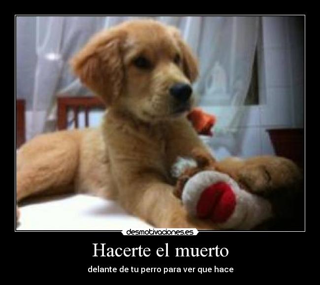 Hacerte el muerto -
