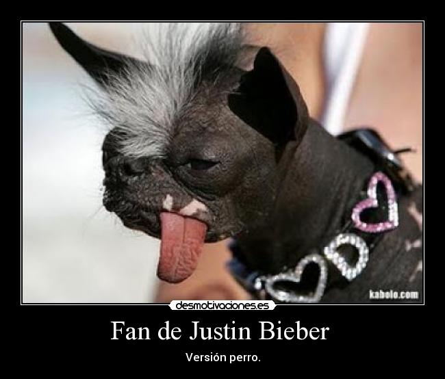 Fan de Justin Bieber - Versión perro.