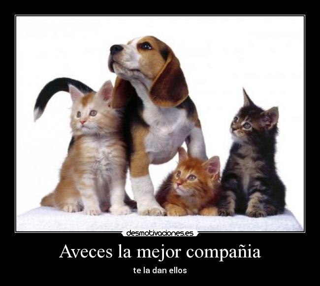 Aveces la mejor compañia - te la dan ellos