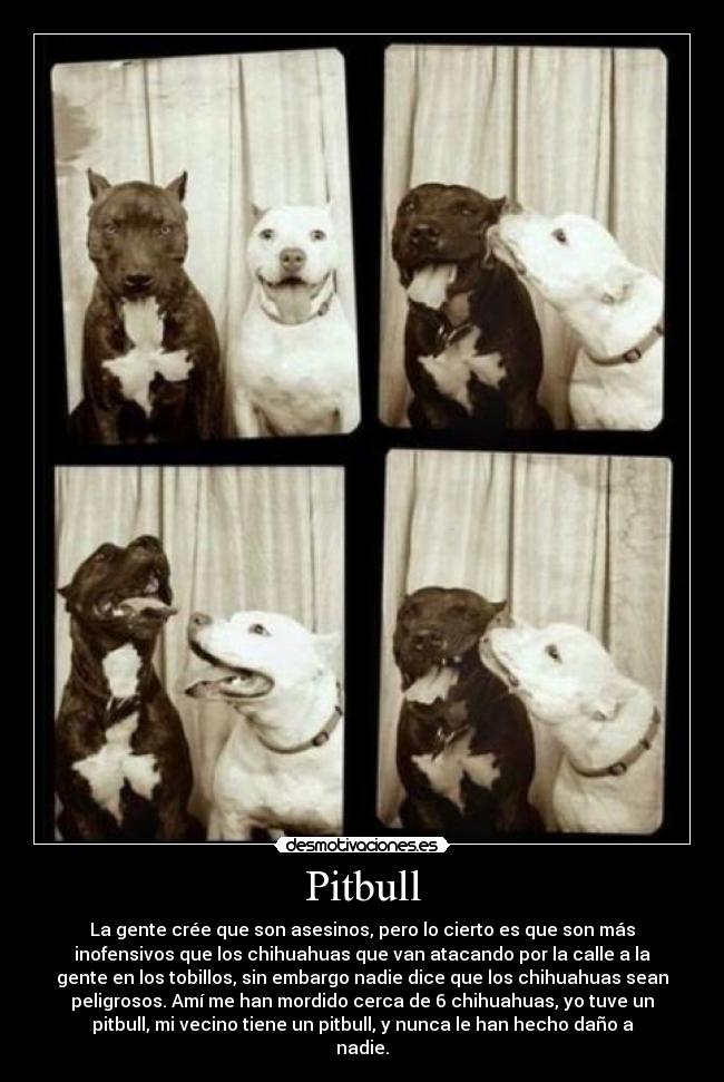 Pitbull - 