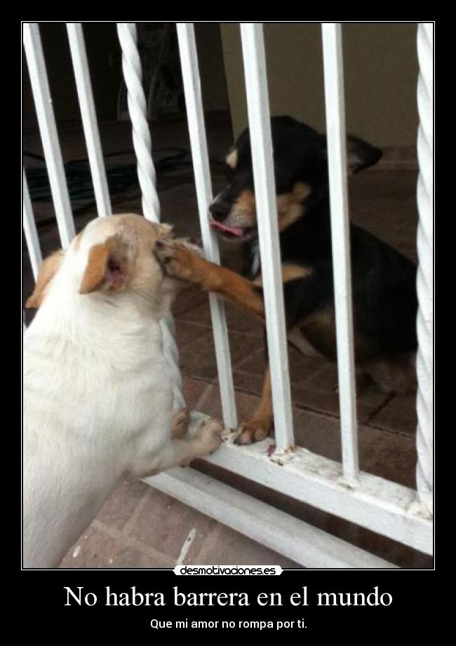 carteles mundo perros cafe tacvba las batallas rejas dama vagabundo desmotivaciones