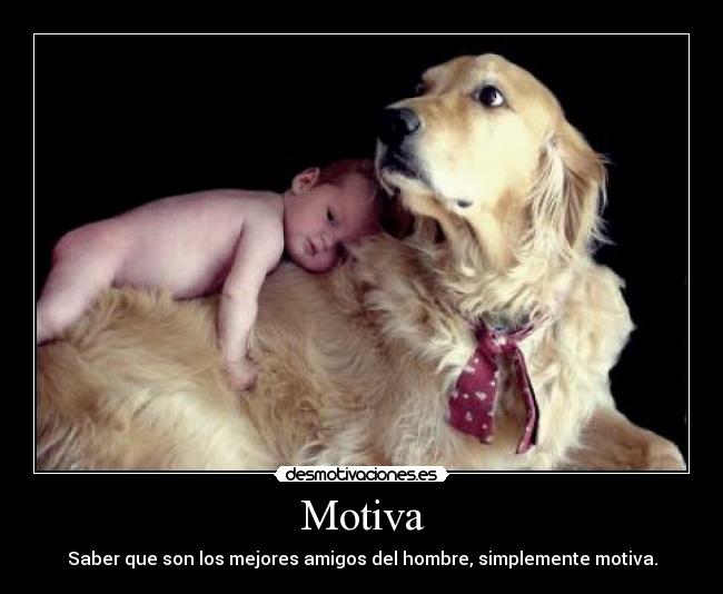 Motiva - Saber que son los mejores amigos del hombre, simplemente motiva.