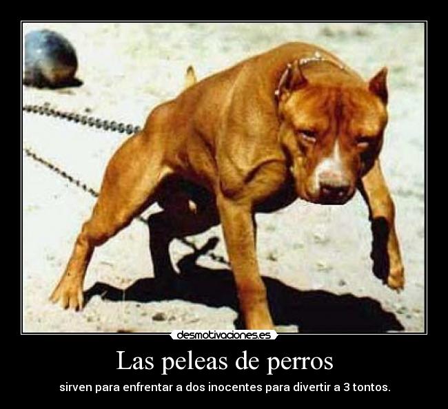 Las peleas de perros - sirven para enfrentar a dos inocentes para divertir a 3 tontos.