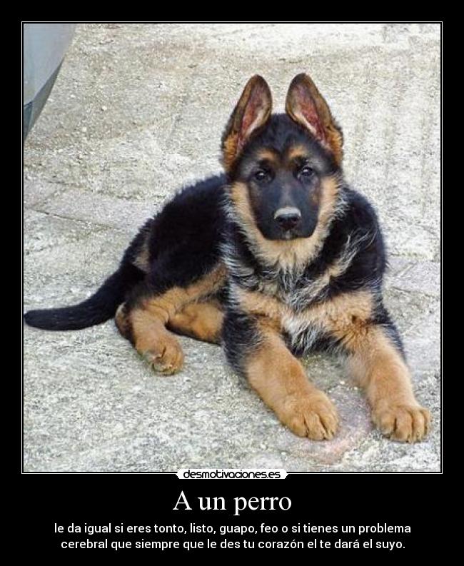 A un perro - le da igual si eres tonto, listo, guapo, feo o si tienes un problema
cerebral que siempre que le des tu corazón el te dará el suyo.