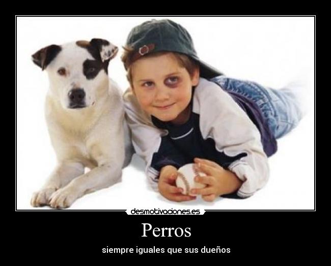 Perros -